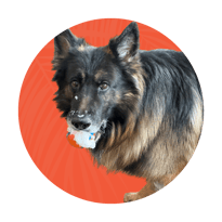 Lily — Pawblic Relations Director - ProIQ