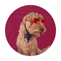 Lucy — Social Media Woofer - ProIQ