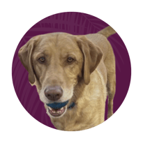 Murphy— Content Retriever - ProIQ