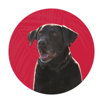 Murphy— Pawtection Manager - ProIQ