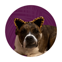 Piper — Chief Happiness & Security Officer - ProIQ