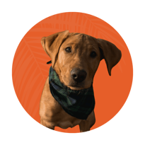 Tucker — Junior Fetch Specialist - ProIQ