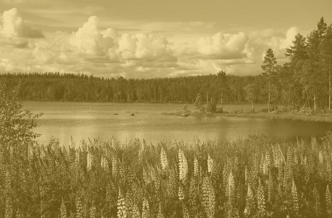Scenic lake view with wildflowers in the foreground and forest in the background, symbolizing growth and natural recruitment marketing strategies