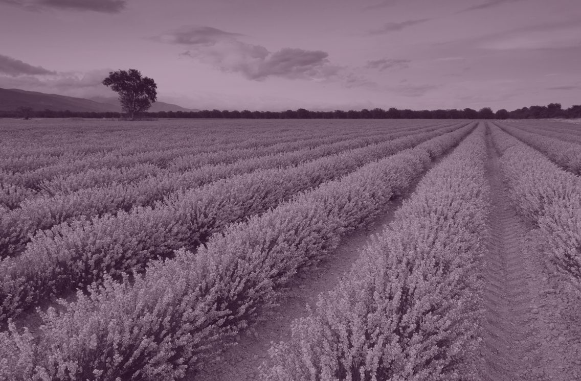 ProIQ social media marketing strategies illustrated by rows of lavender fields symbolizing growth, consistency, and strong B2B brand presence.